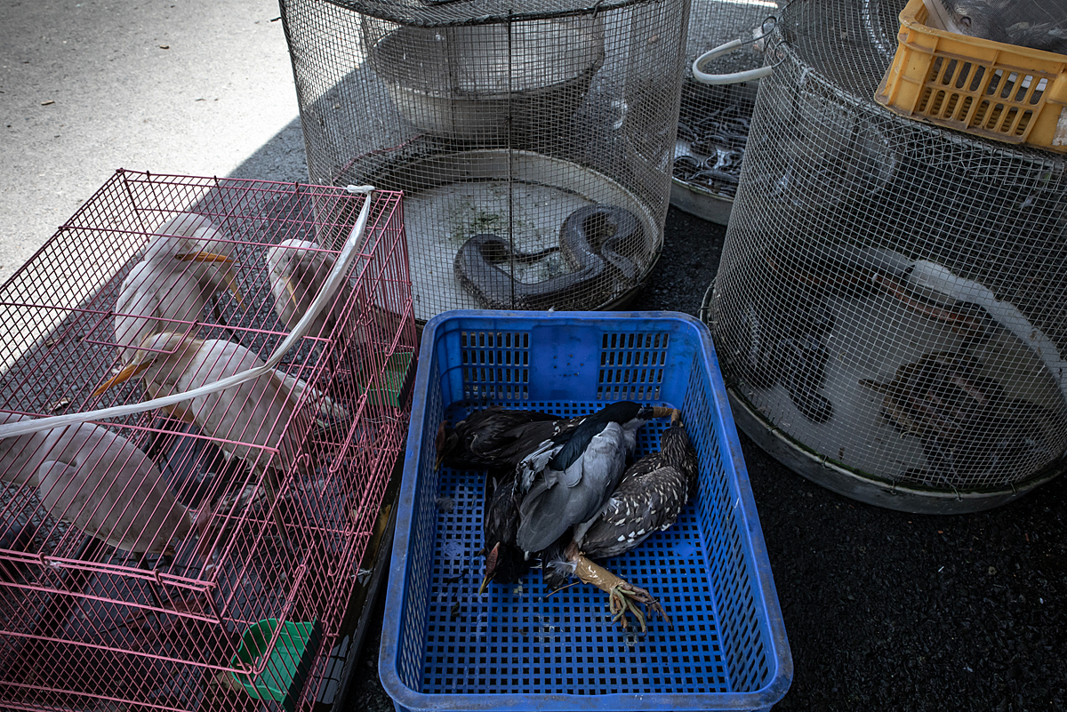 Wildlife market in Vietnam