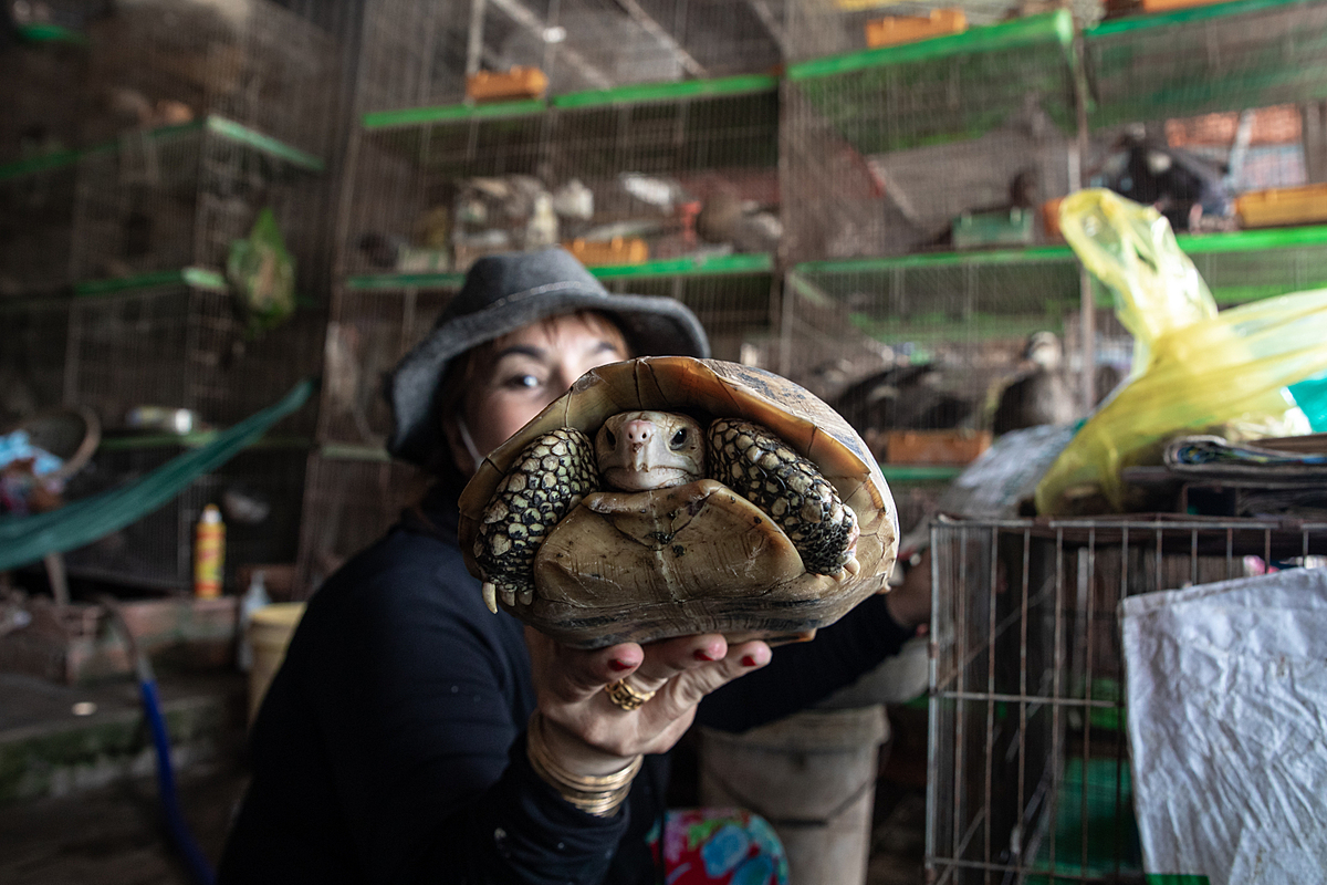 Exposé: Suffering and Disease in Asian Live-Animal Markets