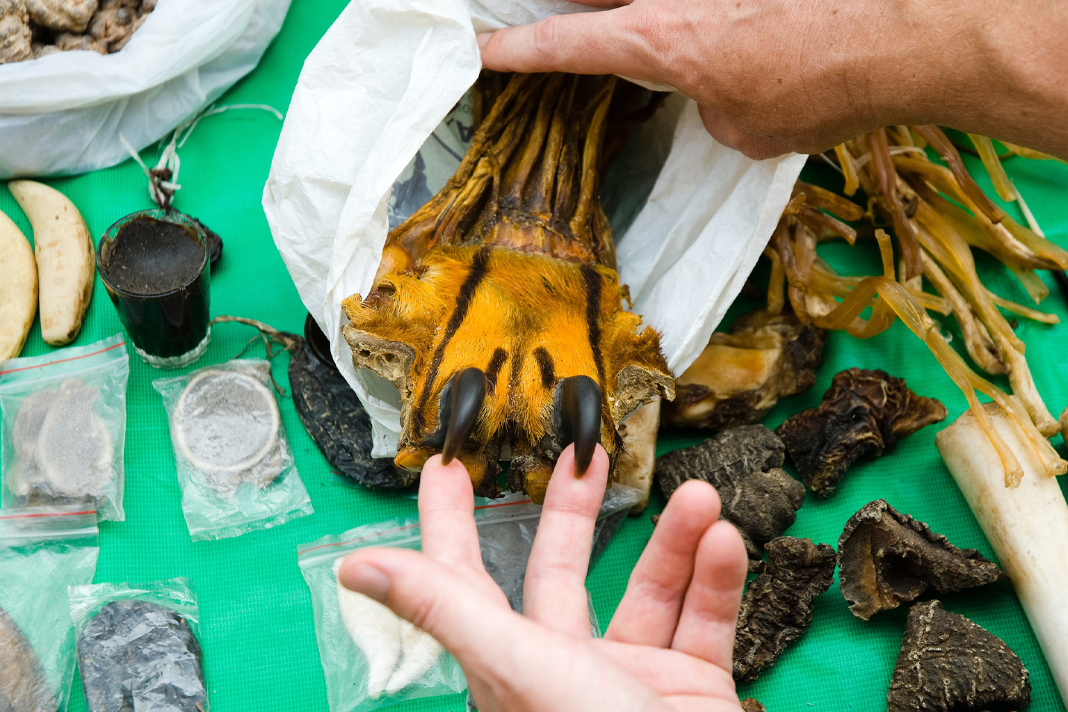 Tiger claws and other wildlife parts.