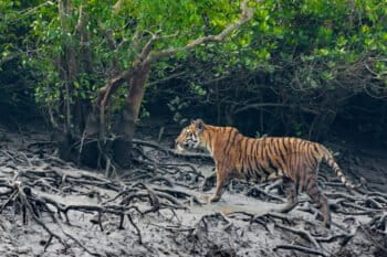 A tiger in the Sundarbans.