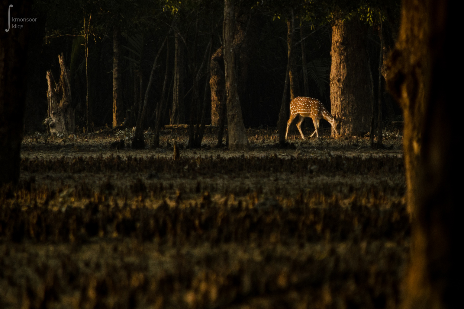 A spotted deer.