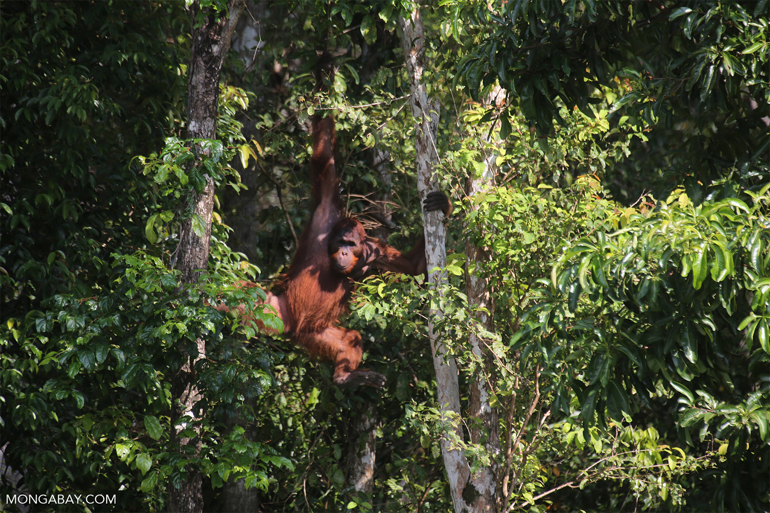 A Bornean orangutan.