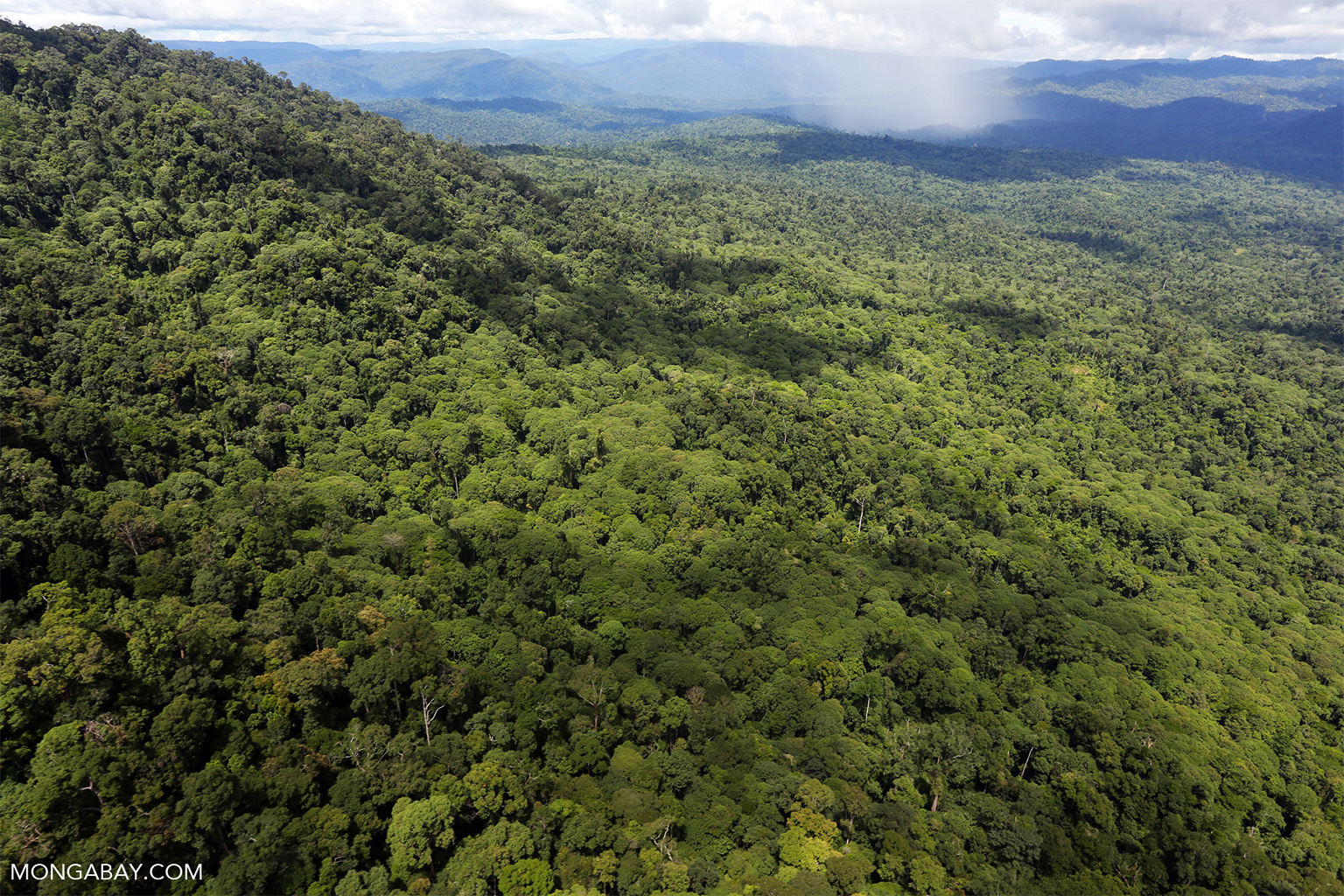 Aerial photo of Borneo rainforest in Sabah.