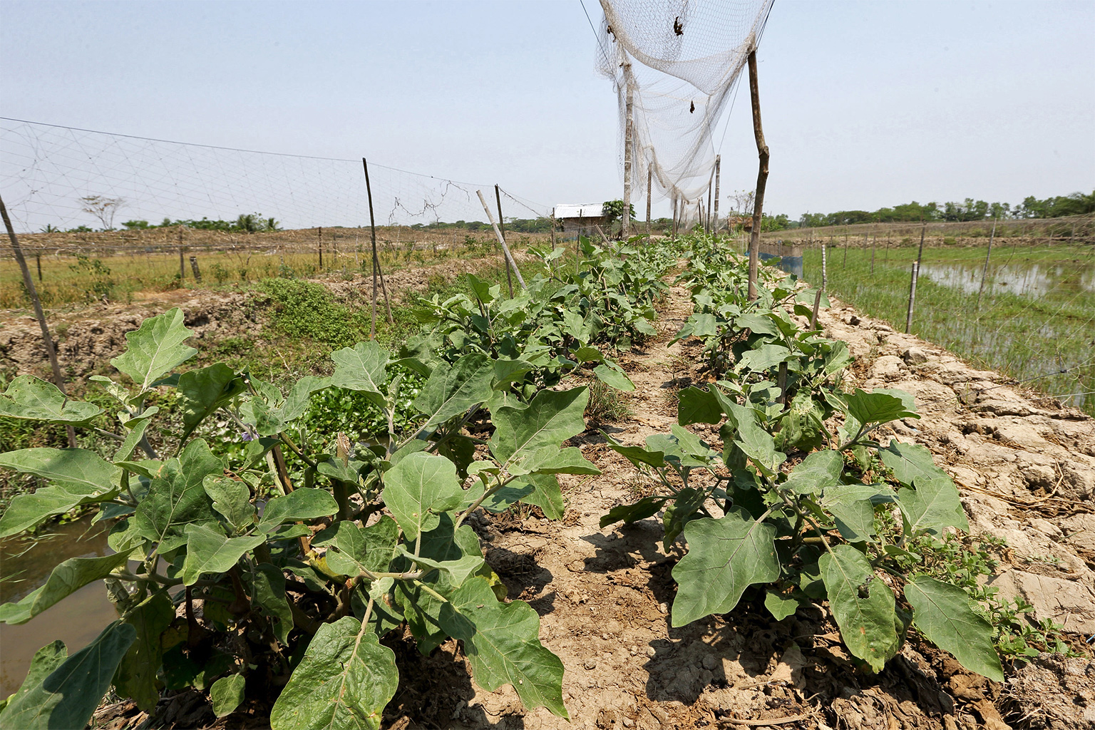 An eggplant farm.