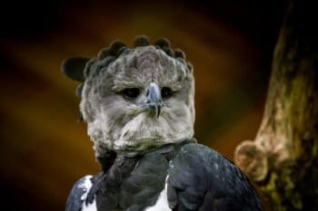 A harpy eagle.