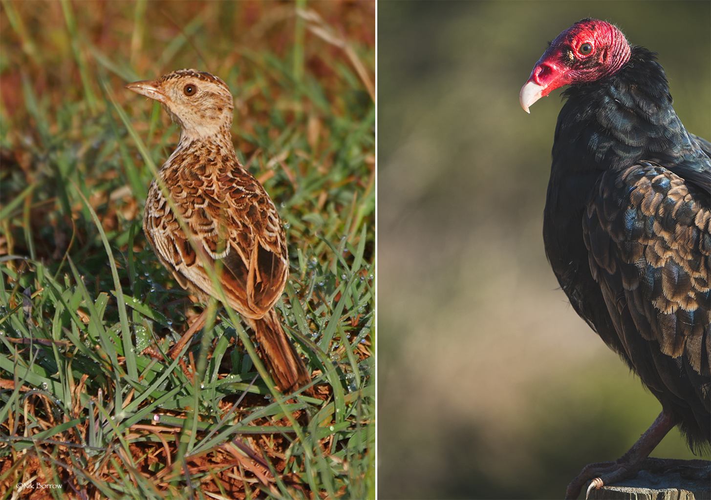 A Liben lark (left) and a turkey vulture (right).