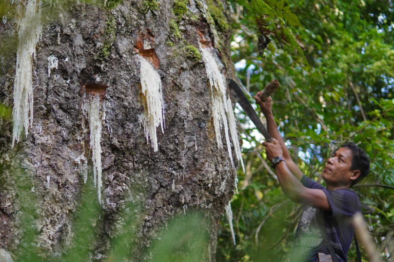 Ubre Tiblak taps a tree for resin.