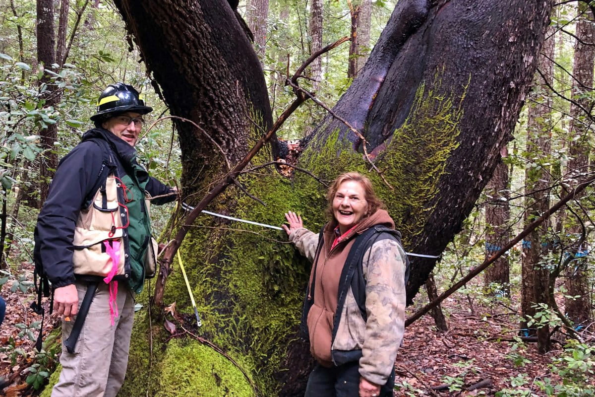 Frank Lake from the U.S. Forest Service and Kathy McCovey from the Karuk Tribe measure the diameter of a particularly large tanoak tree. Image courtesy of Jennifer Sowerwine