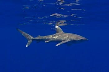 Oceanic white tip shark. Image courtesy of Mark Royer, Hawaii Institute of Marine Biology.