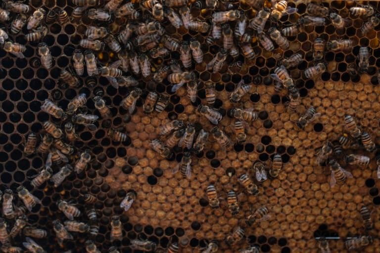 1. Honeybees (Apis mellifera) in a honeycomb. Egídio Brunetto Agroecological Settlement, Lagoinha, Paraíba Valley, Brazil. Image by Inaê Guion.