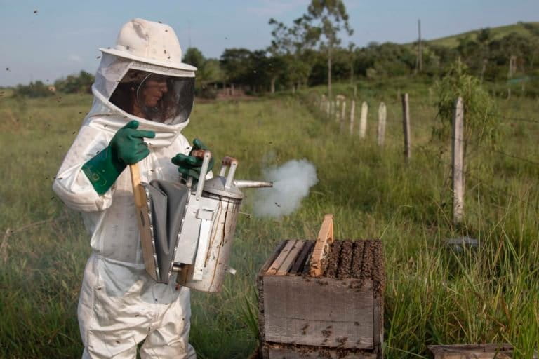 2. Mara working her hives with the fumigator early in the morning. Grasses and small branches burn inside of it. Thid is essential to help calm the bees to handle the box hive. Sítio Maranata, Nova Esperança Settlement, São José dos Campos, Paraíba Valley, Brazil. Image by Inaê Guion.