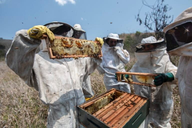 7. Beekeepers Mara, Ana, Cristiane and Yessica manage a box of bees that survived the fires that affected the region during the dry season of 2020. Part of Ana's plot was consumed by the fire, but the hives resisted. Sítio LaCuna, Egídio Brunetto Agroecological Settlement, Lagoinha, Paraíba Valley, Brazil. Image by Inaê Guion.