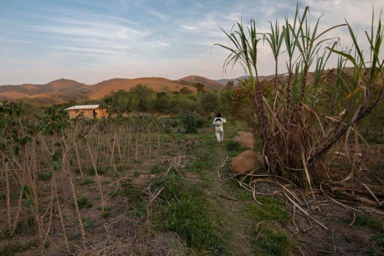 Photos: Newcomer farmers in Brazil embrace bees, agroforestry and find ...