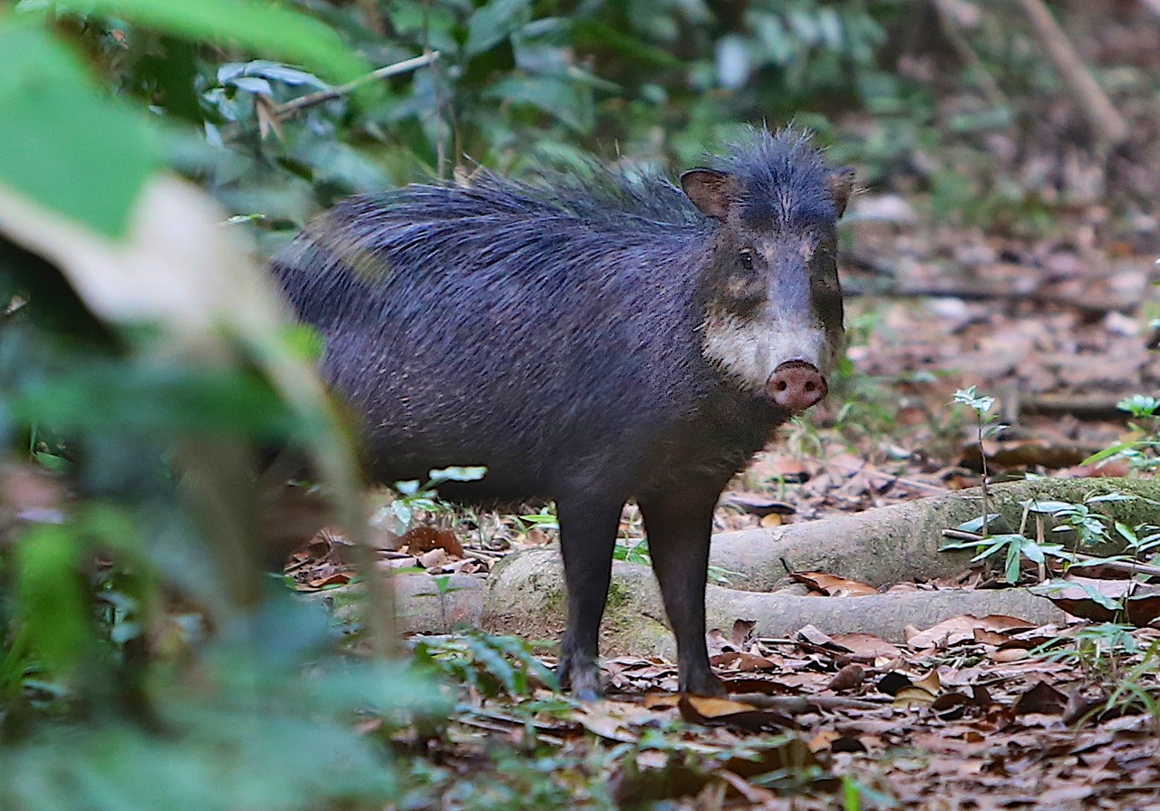 peccary