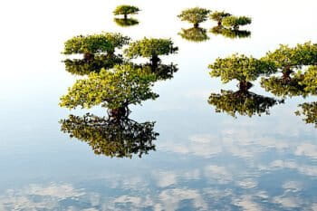 “Dreamlife of Mangroves” by Melodi Roberts of the United States was a runner up in the annual Mangrove Photography Awards.