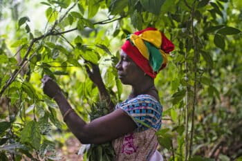 A women harvests leaves.
