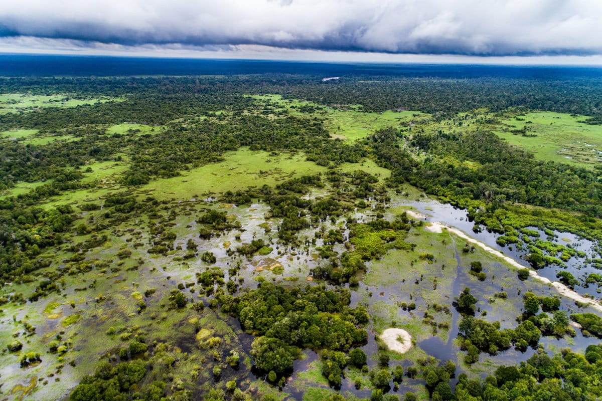 Peatland forest in Central Kalimantan.