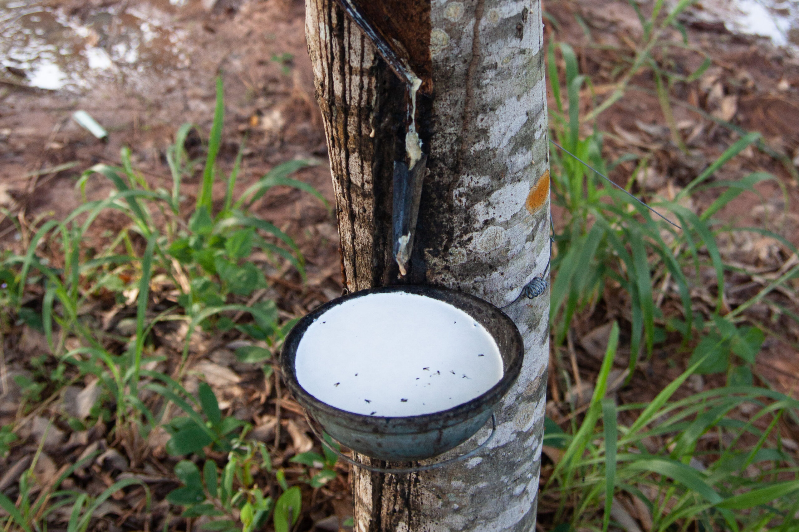 Sambath Platinum's rubber plantation