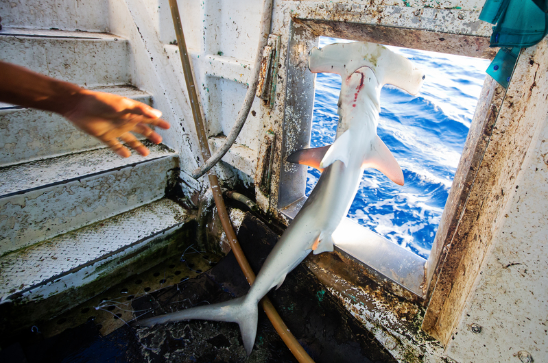 A smooth hammerhead shark is thrown overboard