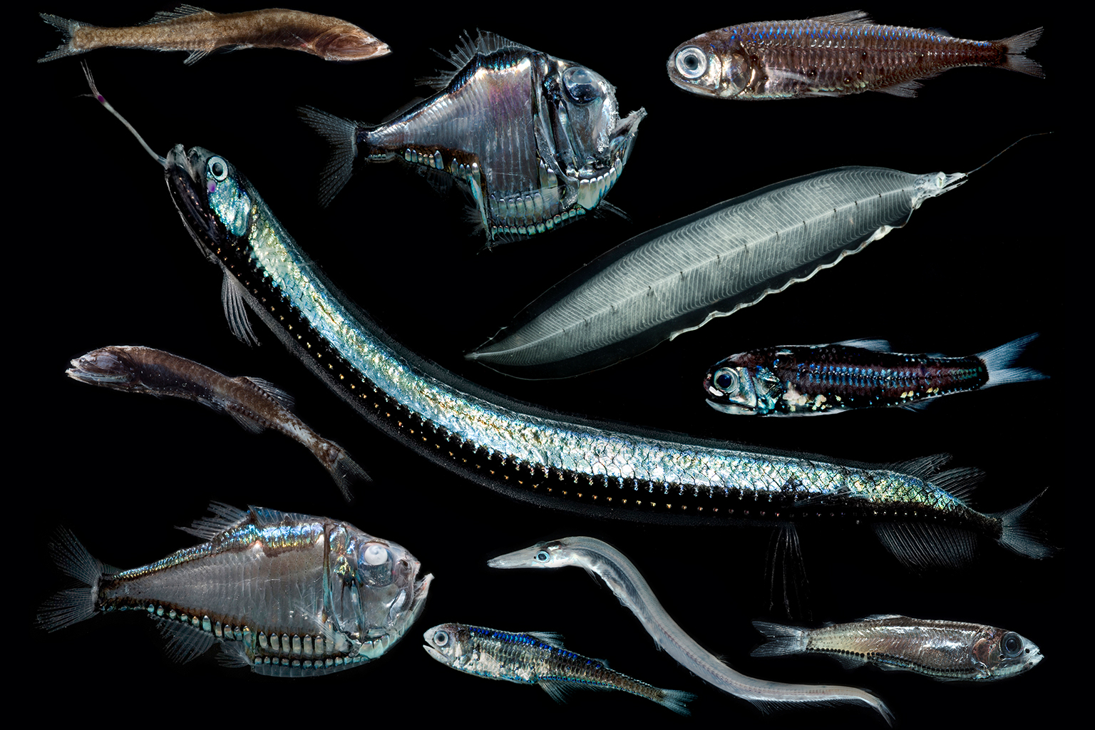 Warming and overfishing could switch the role of fishes in the marine  carbon cycle