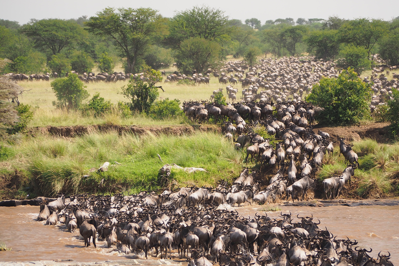 The great wildebeest migration crossing Mara River.