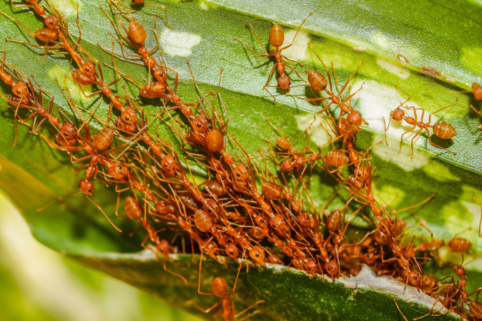 Oecophylla smaragdina. Красные муравьи. Оранжевые муравьи. Огненные муравьи.