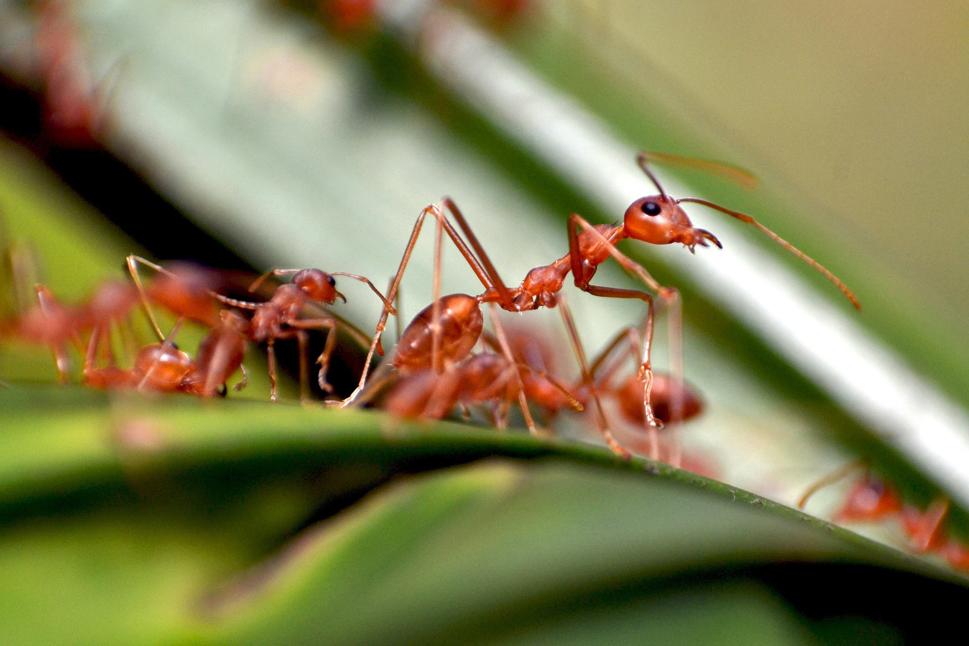 GIGANTIC ANT! 