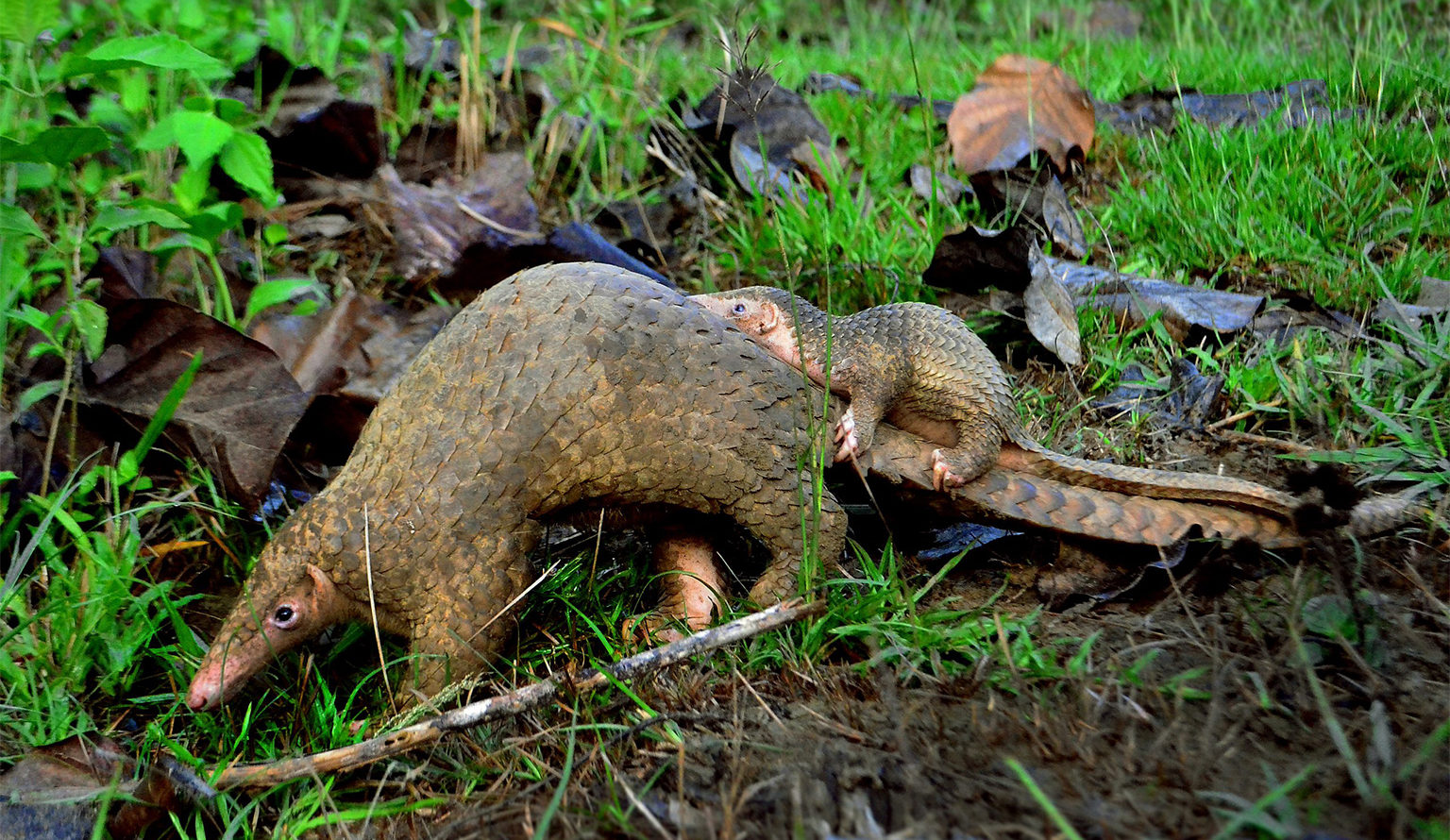 Philippine pangolin mother and baby.
