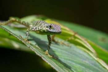 A green lizard.