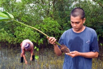 Community members restore coastal mangrove forests.