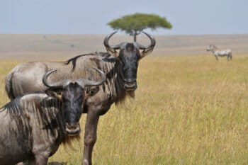 Wildebeest in the savannas.