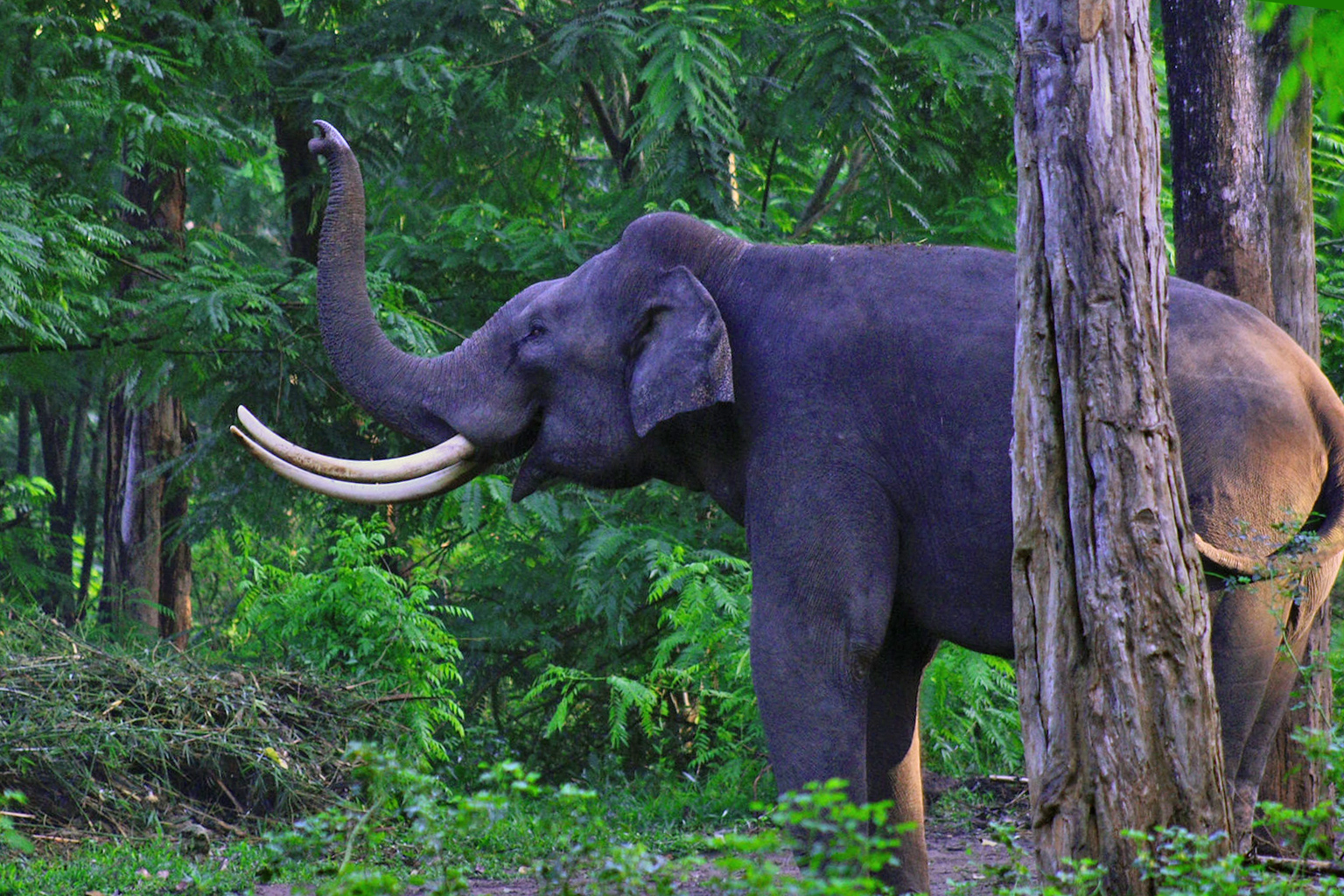 An Asian elephant in Kerala.