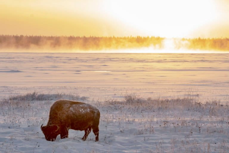 Wood bison in Northwest Territories, Canada. Image by Scott Lough via Flickr (CC BY-NC-ND 2.0).