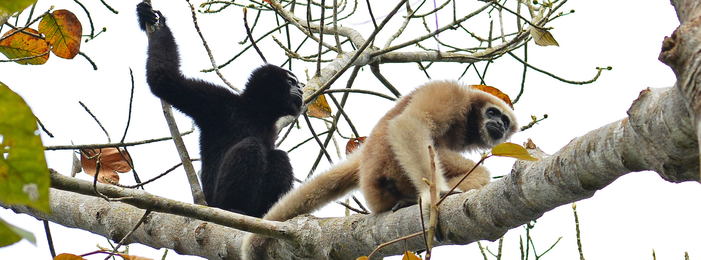 Two western hoolock gibbons.