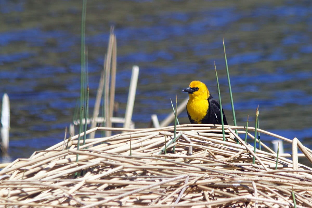 Photo caption: A yellow-headed blackbird (Xanthocephalus xanthocephalus). Yellow is common in illegally traded birds. Photo: Ben Lerner. 