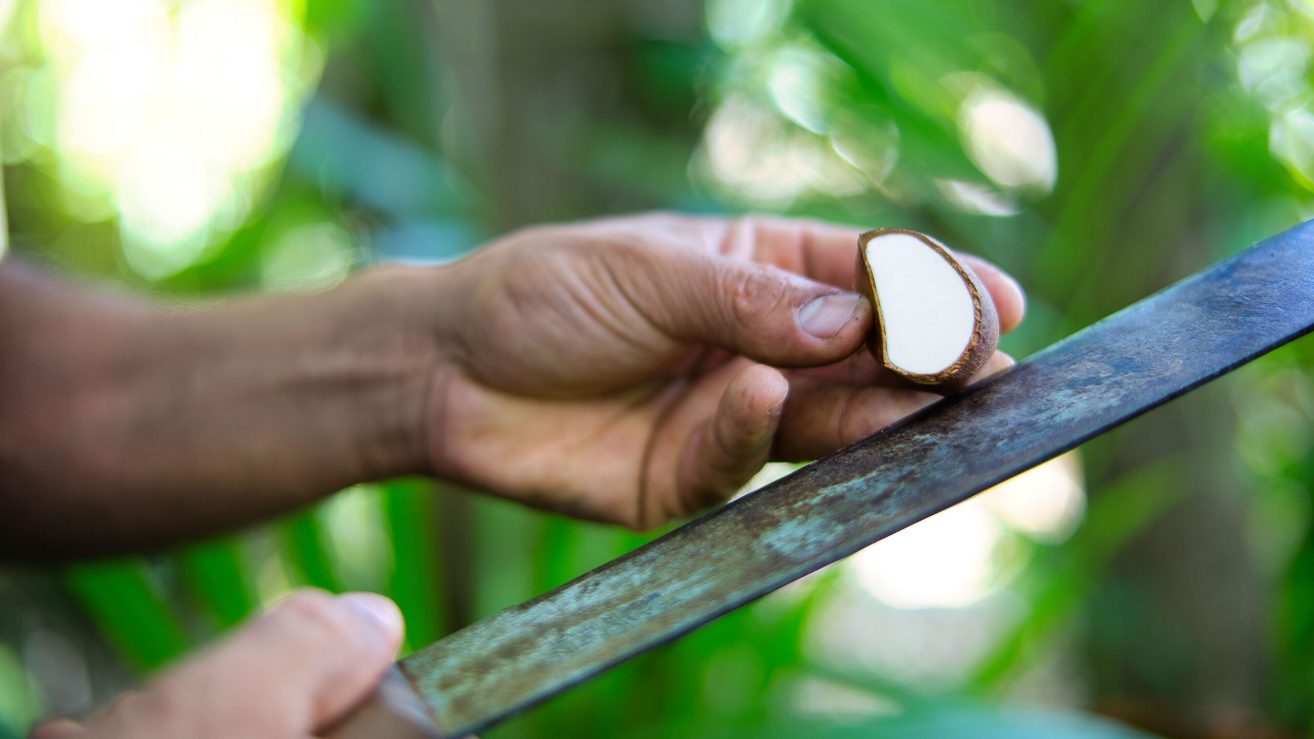 fruit