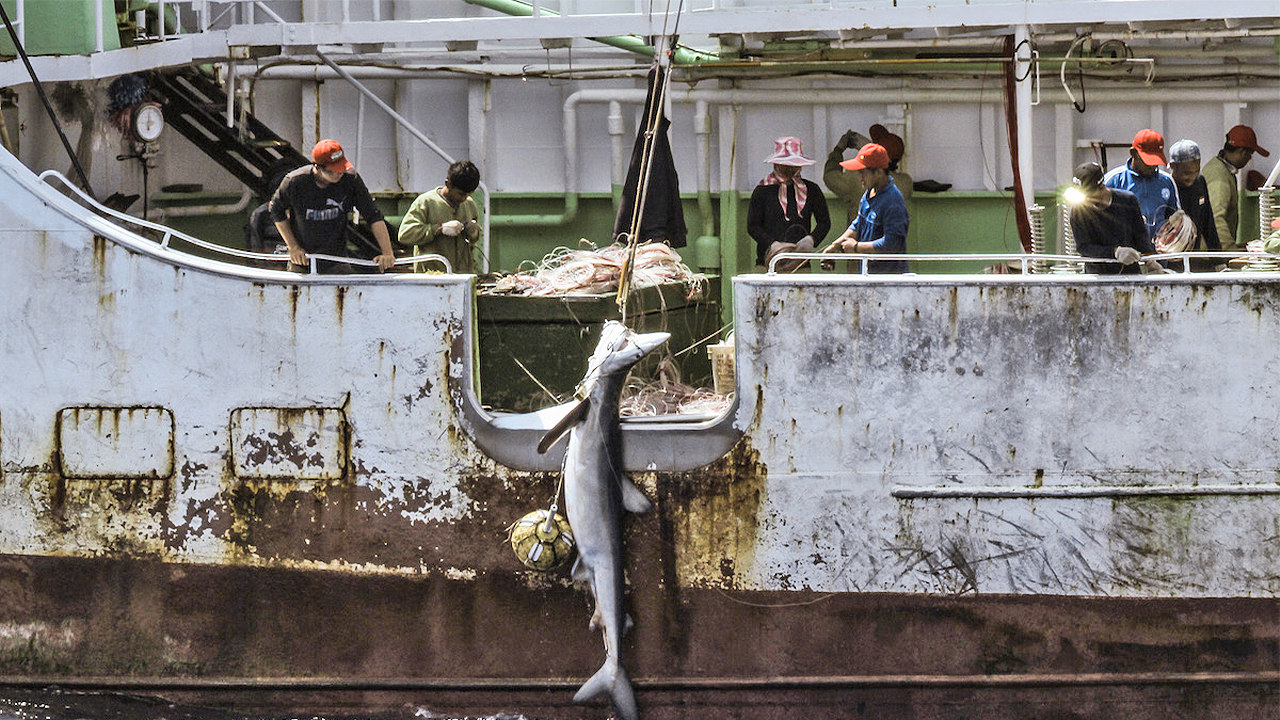 The Long Xing 621, one of DOF’s boats, hauls up a shark.