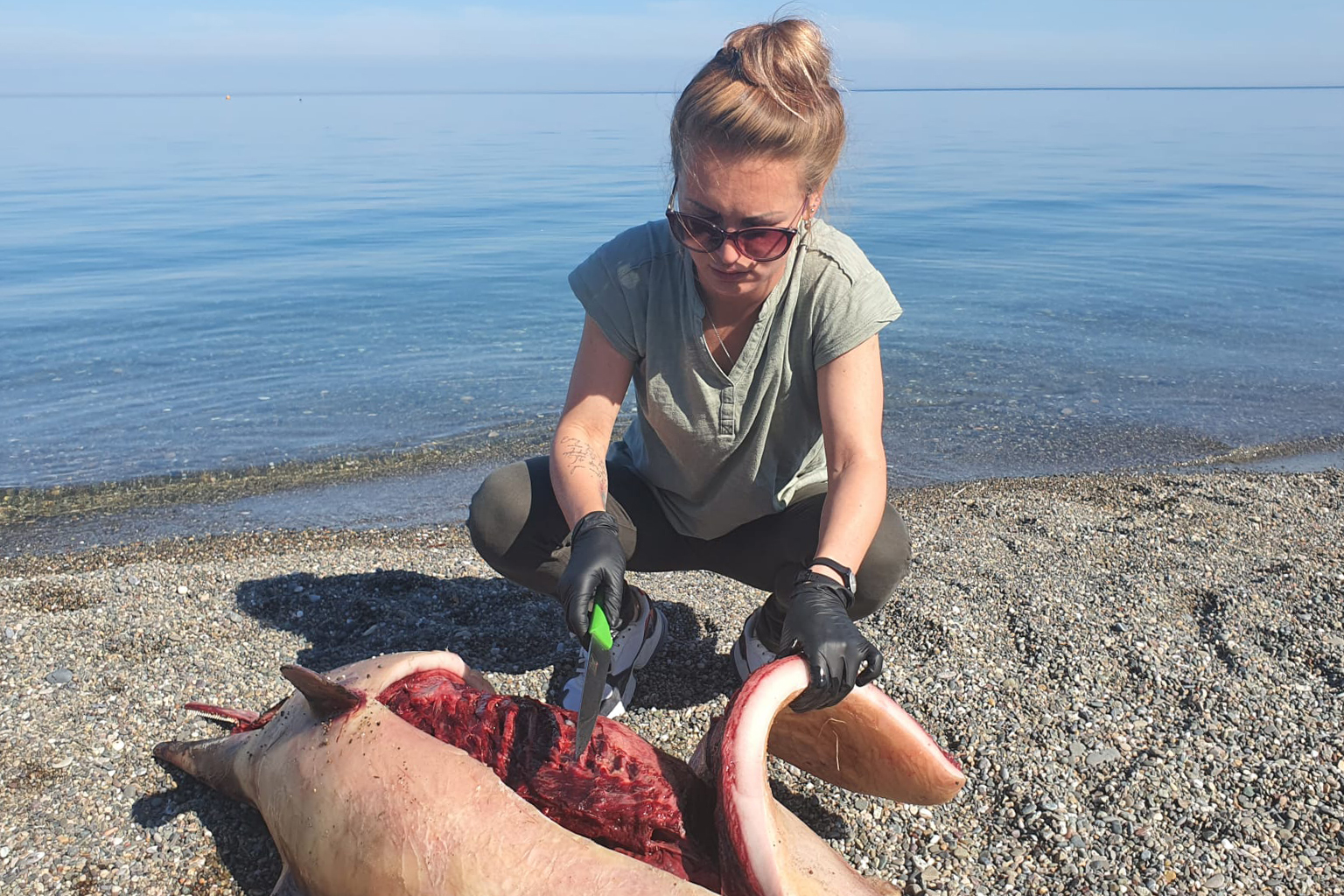 Karina Vishnyakova investigates a dolphin death on the shores.