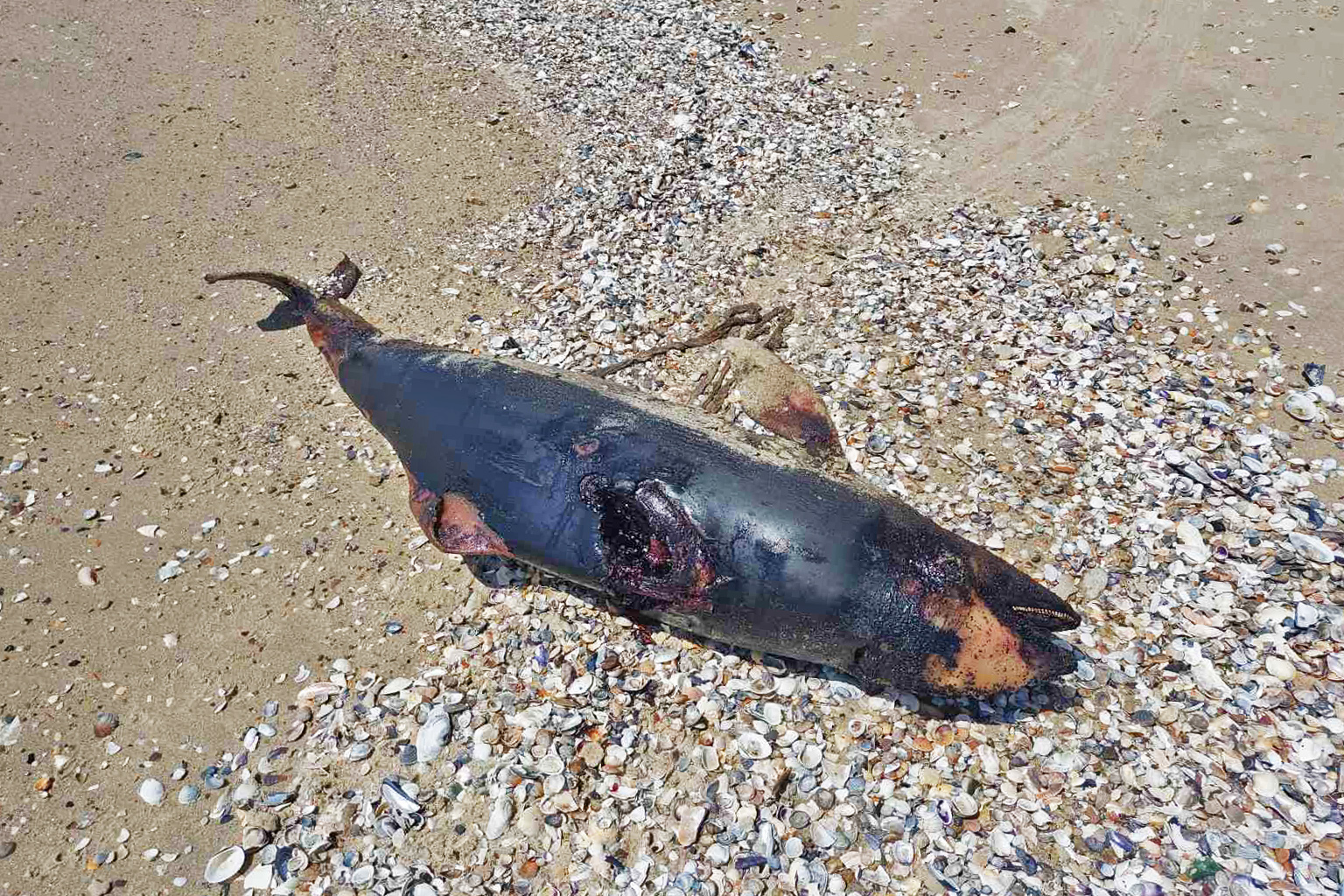 A dead cetacean.