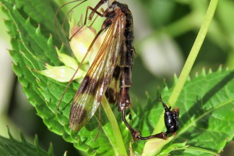 Scorpionfly found in Nepal