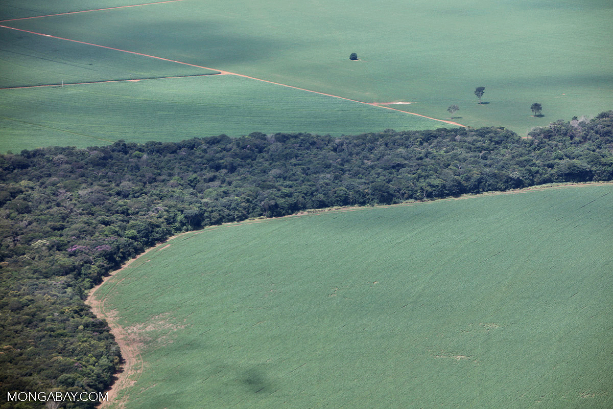 Soy fields sandwich part of the Amazon forest.