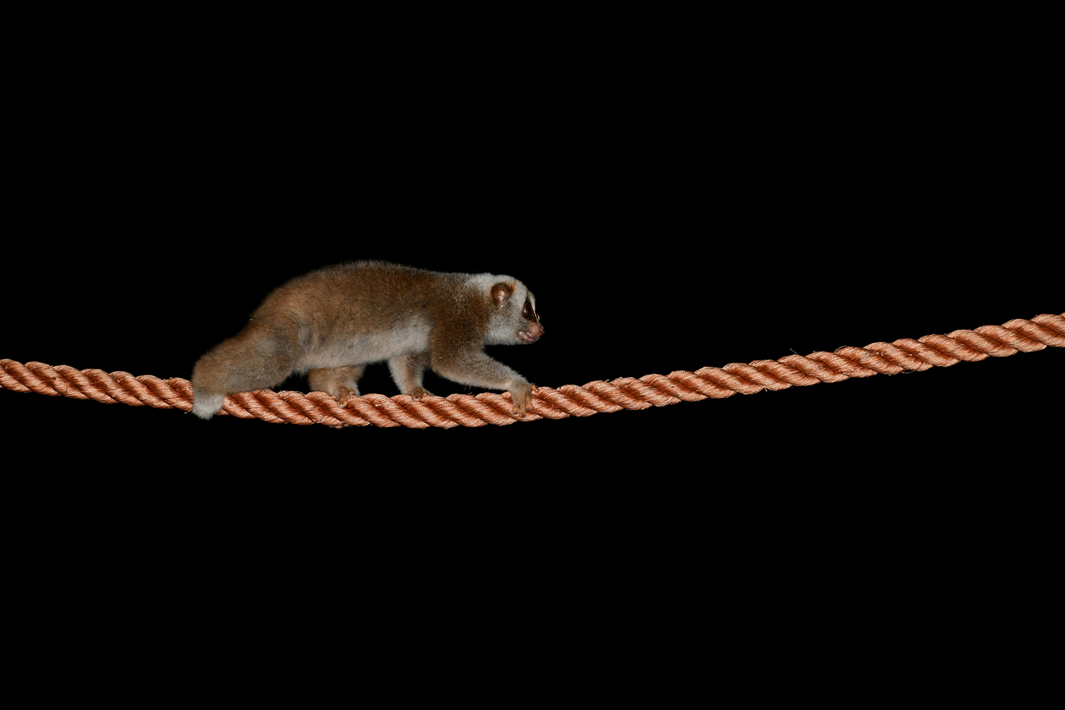 A Bengal slow loris crosses a bridge.