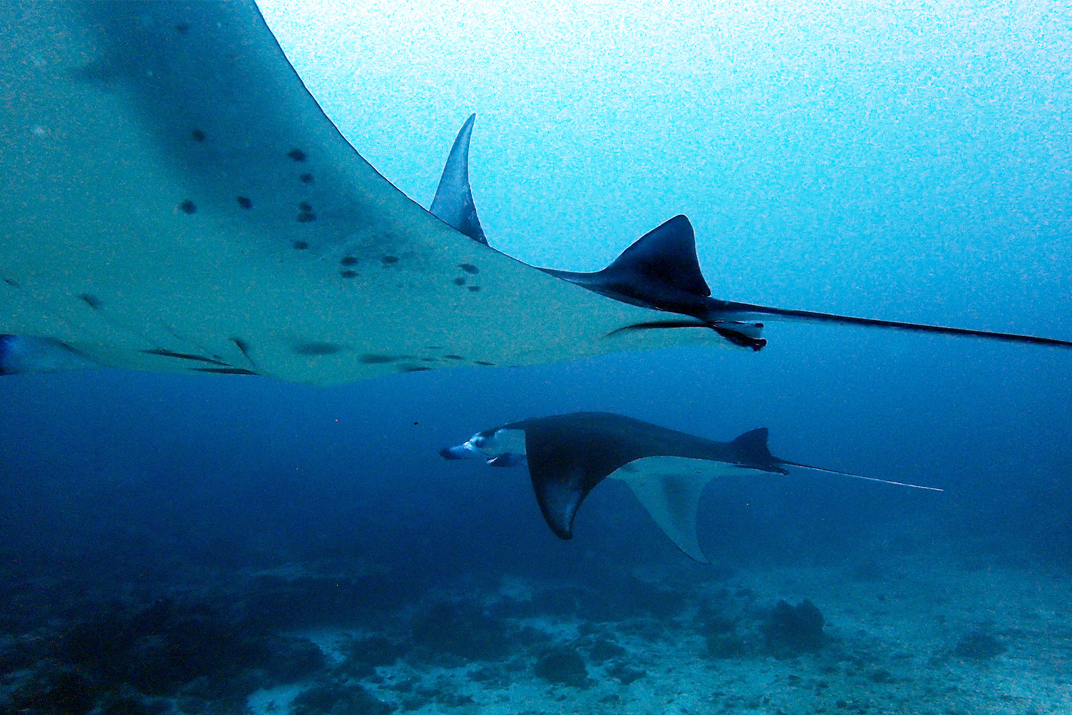 Manta rays in Komodo.