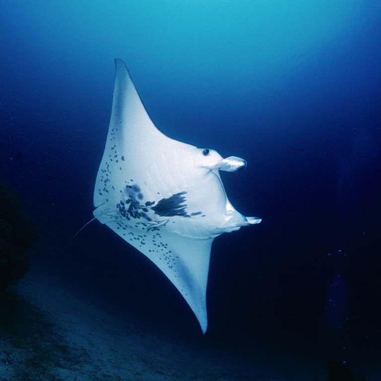 Strong marine protected areas credited with manta ray surge in Indonesia