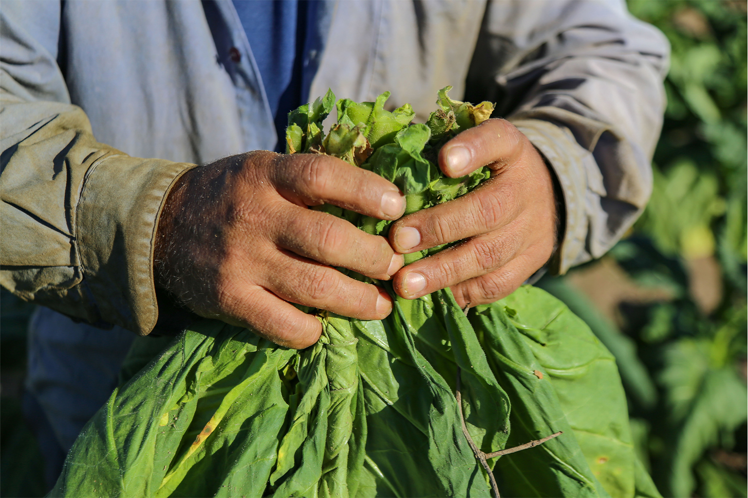 Tobacco harvest.