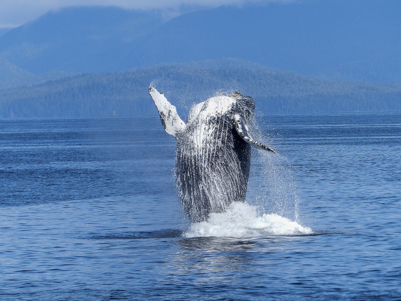 A humpback.