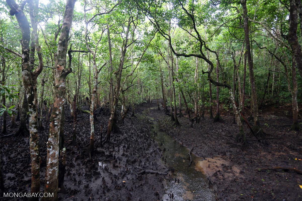 Mangrove trees.