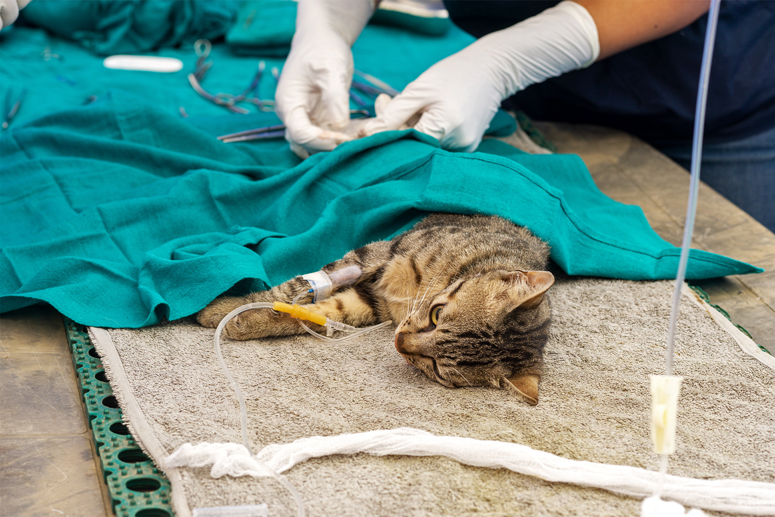 A dog undergoing neutering.