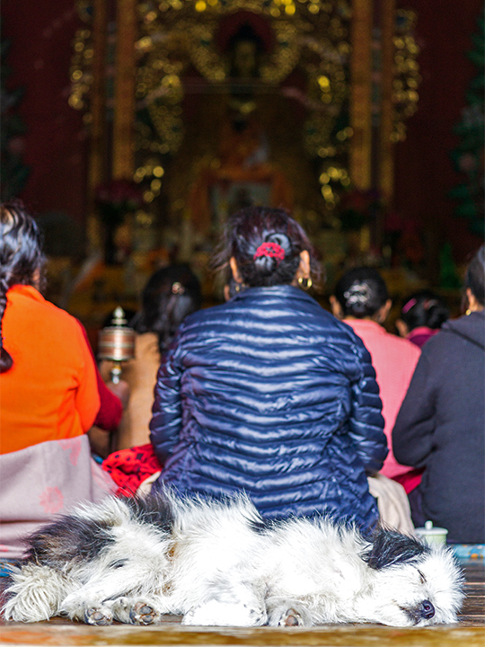 A dog sleeping in a prayer hall.