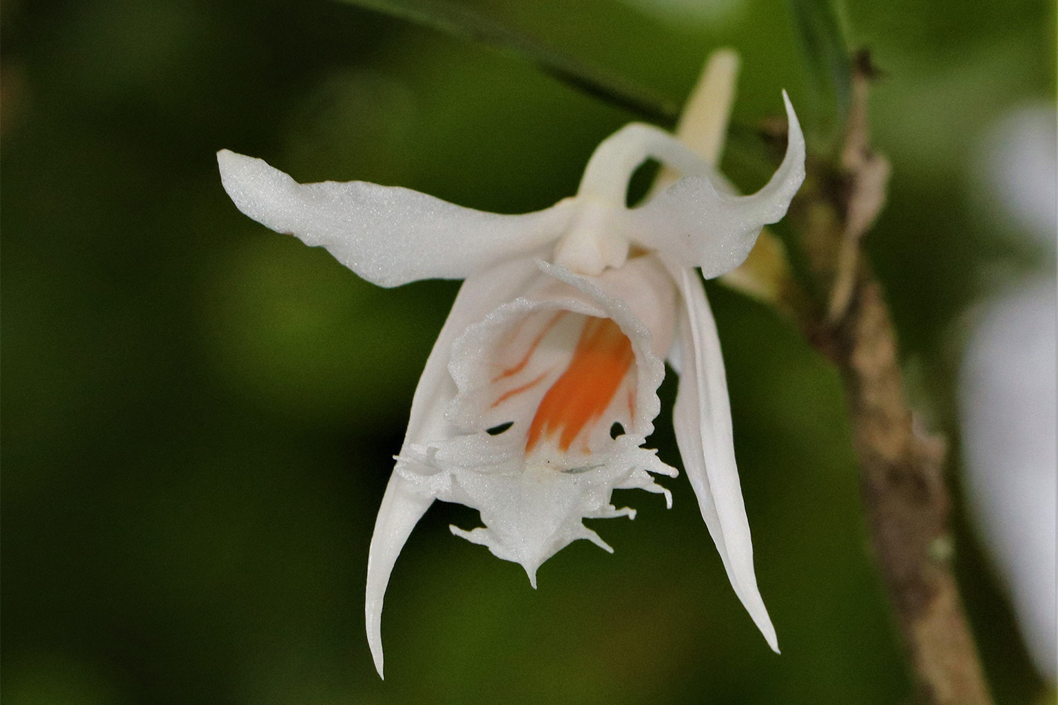 Dendrobium longicornu orchid flower.